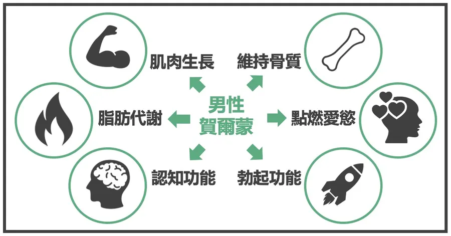 男性荷爾蒙的六個作用：肌肉生長、維持骨質、脂肪代謝、點燃愛慾、認知功能、勃起功能