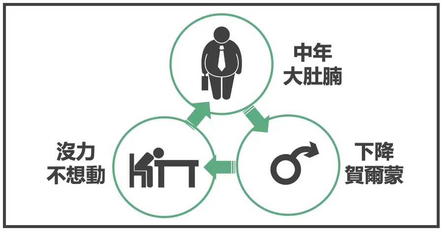 惡性循環示意圖：中年大肚腩、下降的賀爾蒙、沒力不想動，三者互相加強