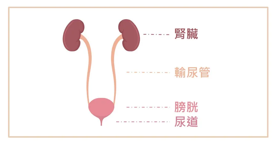 泌尿系統示意圖,由上而下標示腎臟、輸尿管、膀胱與尿道